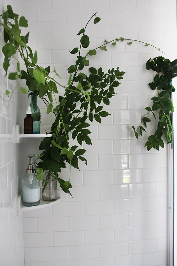 https://www.thebudgetdecorator.com/wp-content/uploads/2015/06/Plants-in-shower.jpg