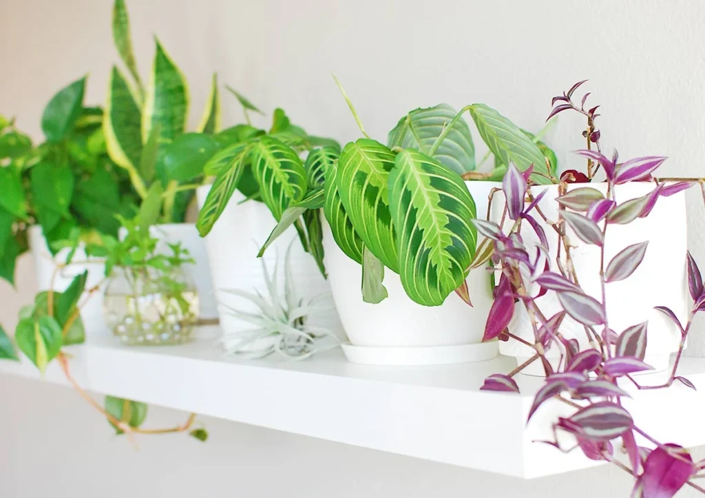 diy plant shelf